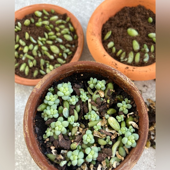 Plant Welcome Post!! 🪴🌱 - Picture 11 of 12